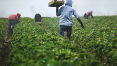 كيفية العثور على فرص عمل موسمية في السويد